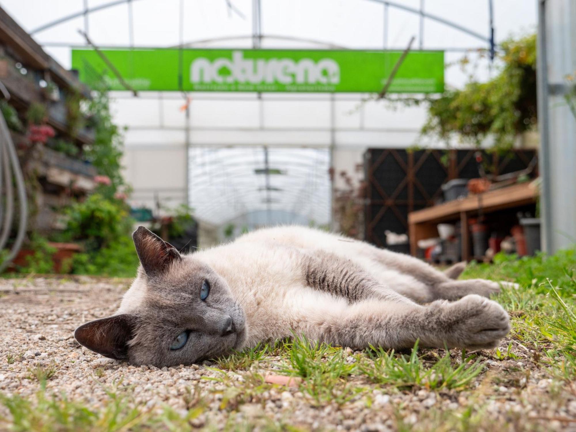 Naturena Agro-Turismo Durrães Eksteriør billede